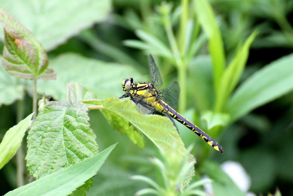 Gomphus vulgatissimus. Femmina giovane